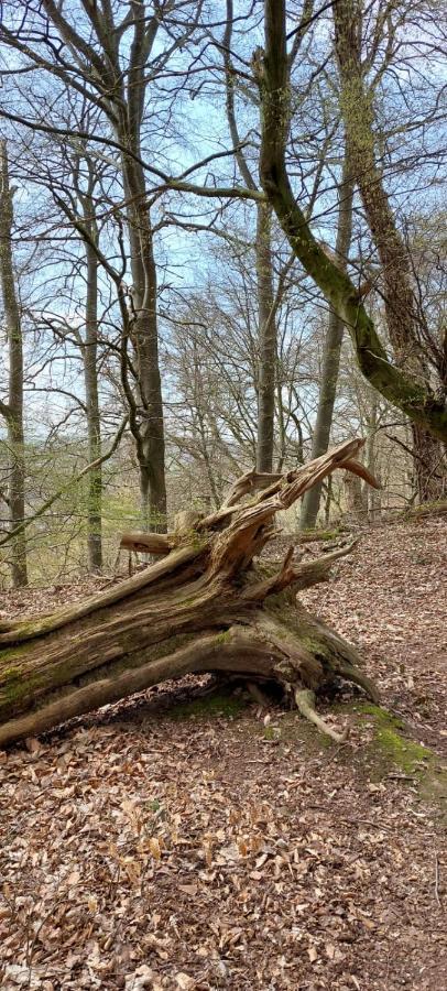 Apartmán Froschkoenig Mit Teichblick Trendelburg Exteriér fotografie